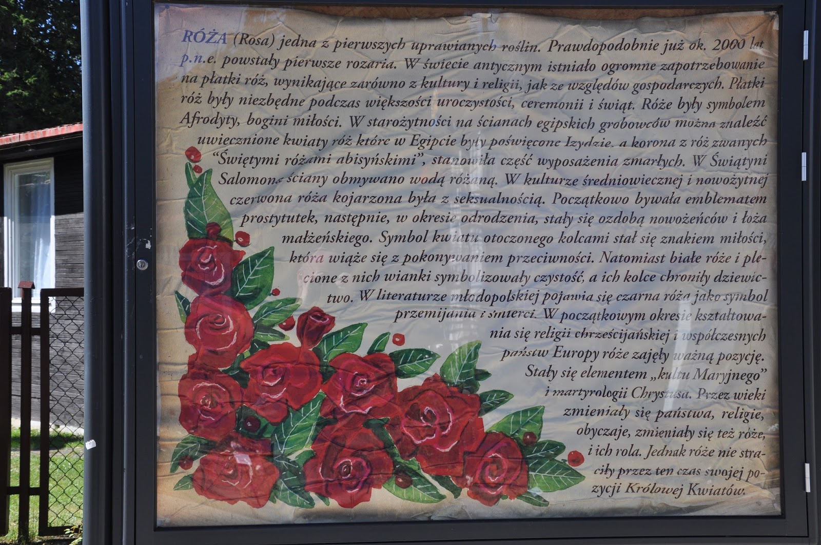 Co Symbolizuje Róża W Małym Księciu