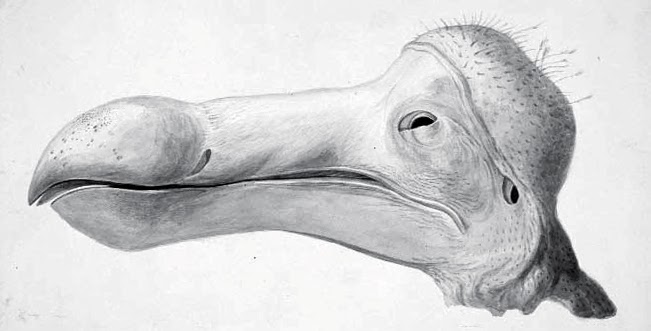 PowerOfBabel: On the Delicacy of the Dodo