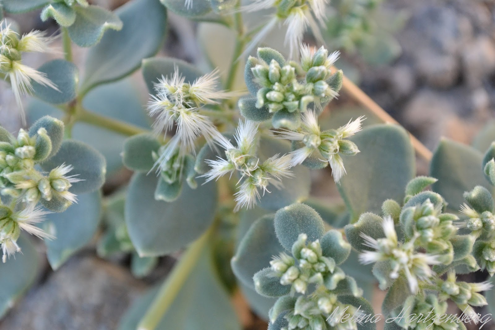 livingplantworld What is the name of the Oman Plant.