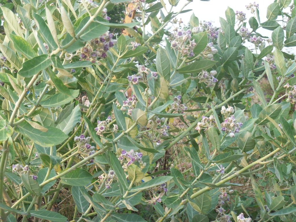 HPV Genital warts Natural Treatment