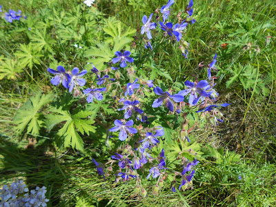 Много синих цветков