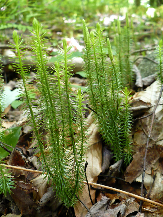 Lycophytes