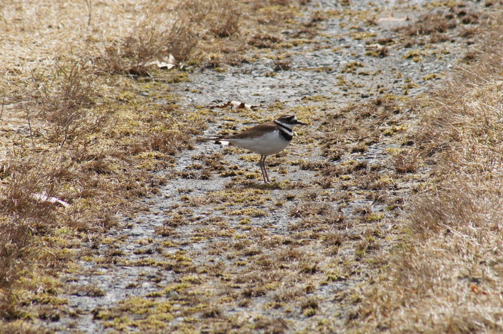 Things with Wings Killdeer at Chestnut Hill Farm