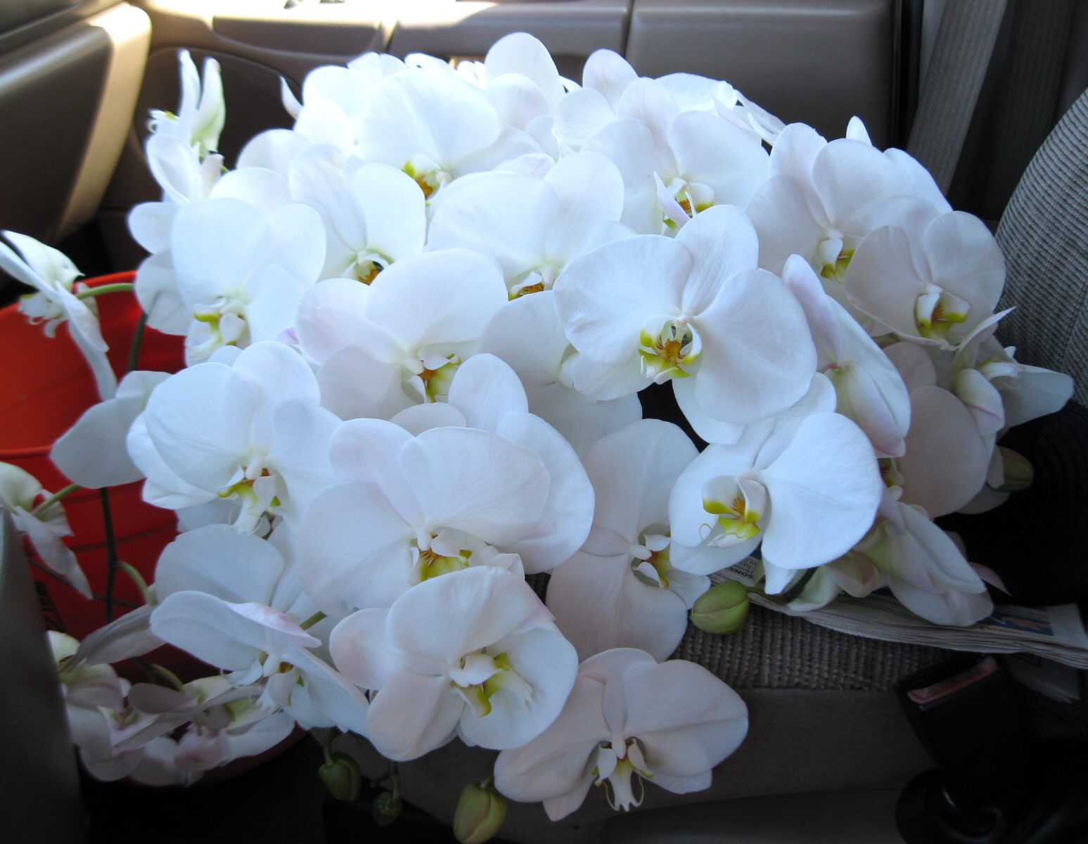 white orchid flower images.