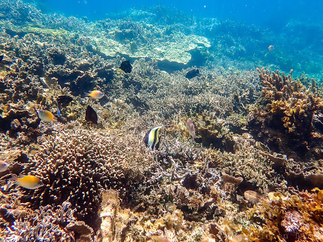 Island-hopping-Port-Barton-Paradise-reef-Philippines-snorkeling