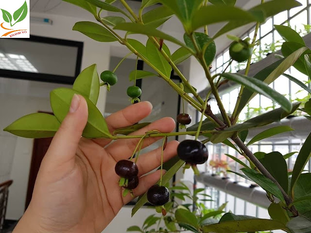 Vì sức khỏe hãy trồng cherry Brazil ( nhiệt đới ) tại vườn. Cherry-trong-chau