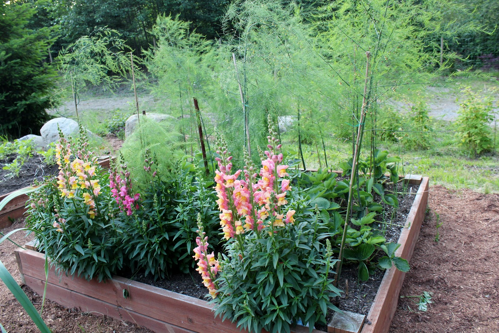 The Nitty Gritty Potager: Planting Asparagus The Nitty Gritty Potager: Planting Asparagus Planting Asparagus In The Fall