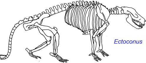 Ectoconus 65 millones de años atras