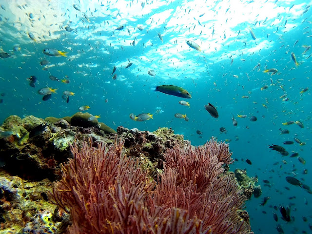 Foto van koralen en vis tijdens het duiken op de Phi Phi Eilanden