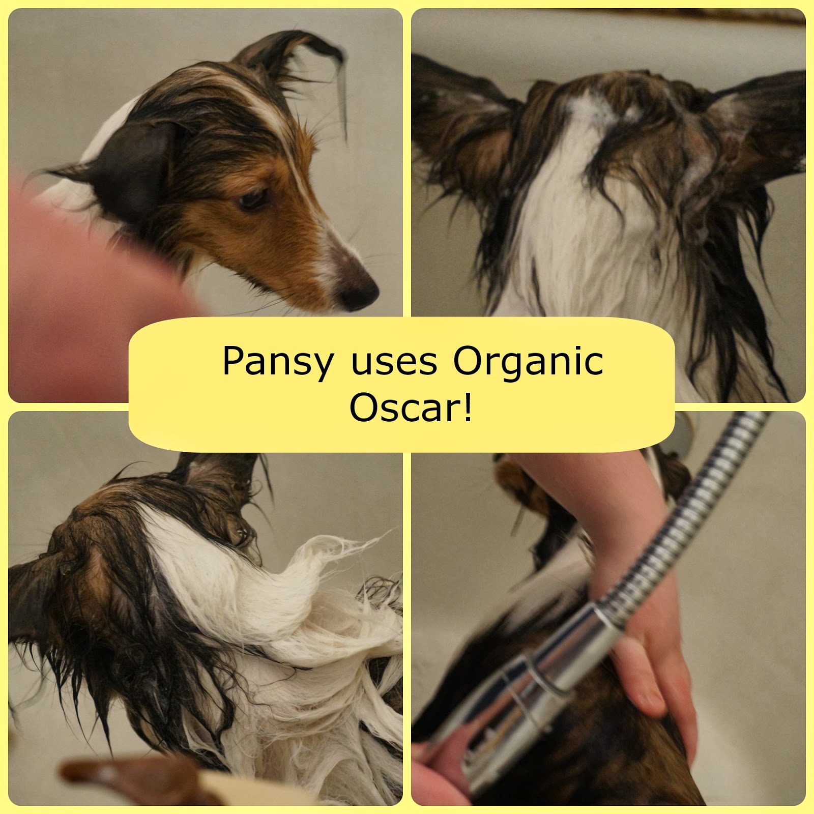 Organic Oscar Shampoo and Conditioner