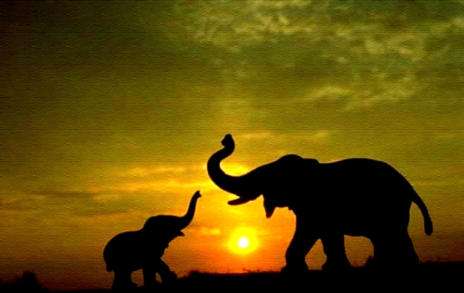 Elephant Wallpaper 21693 7034372