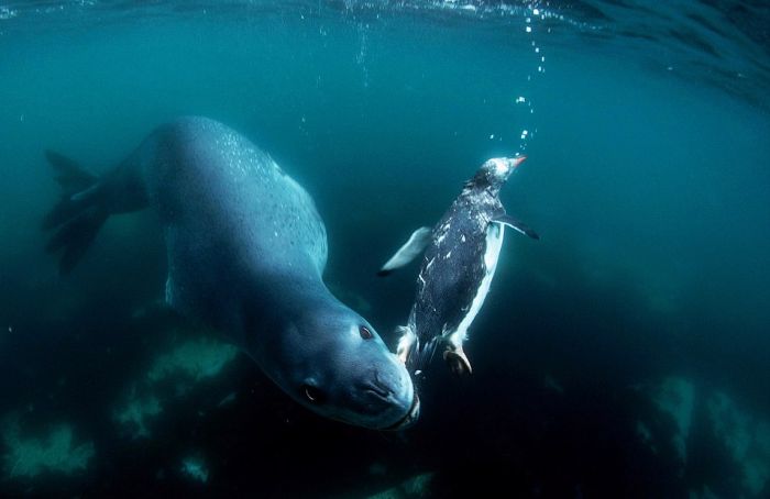 Pix Grove: Penguin Falls Prey to Leopard Seal