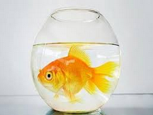 7 Tips Cara Merawat Ikan Mas Koki Agar Sehat