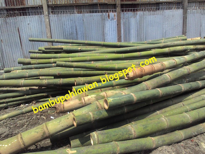 Trend Masa Kini Harga Gedek Bambu Di Solo