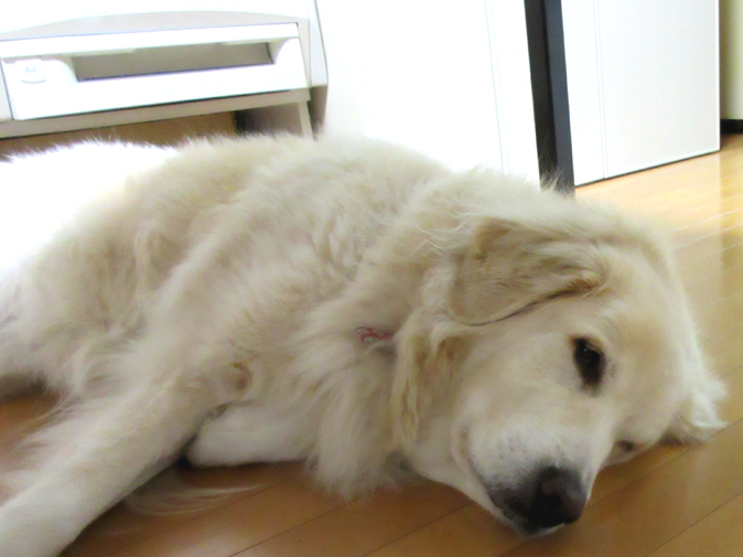 9 Ways Your Great Pyrenees is Secreatly Communicating With You