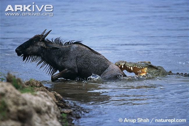 interactions between african wildlife nile crocodile