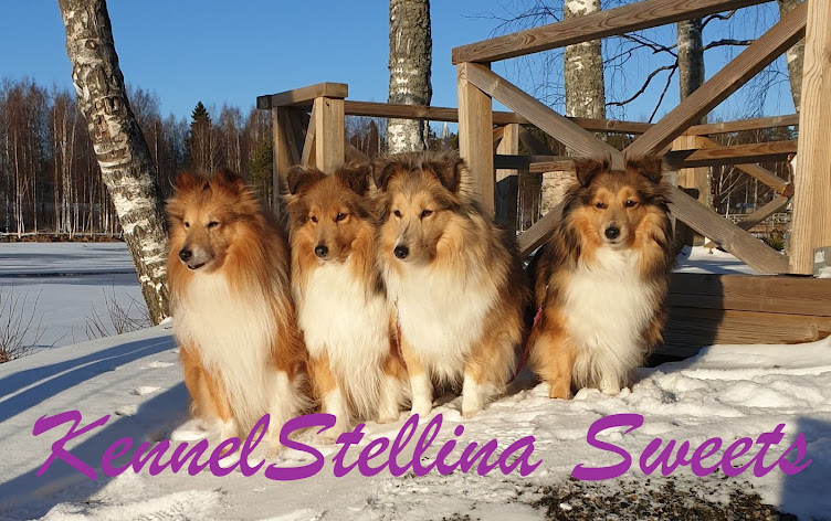 Kennel Stellina Sweets