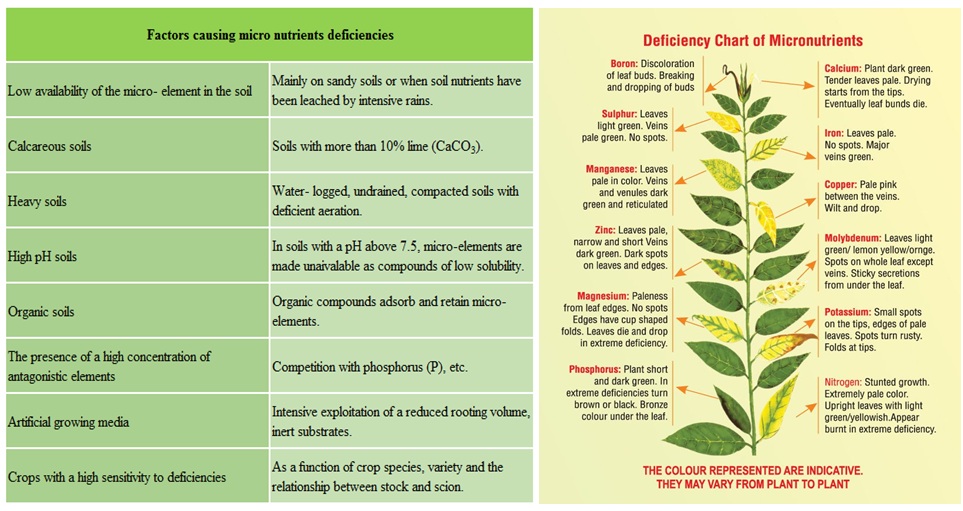 TRACE ELEMENTS (MICRO NUTRIENTS)