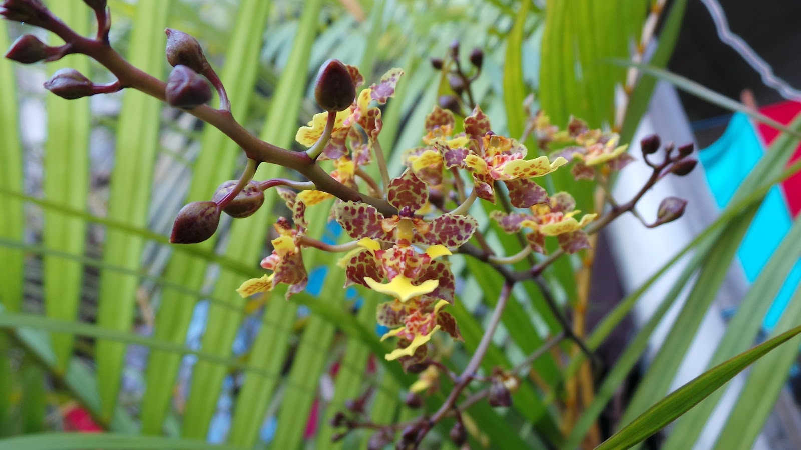 Amo Orquideas: Oncidium cebolleta 2013