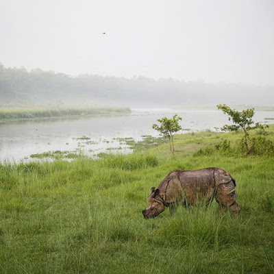 Rinoceronte indio en Chitwan