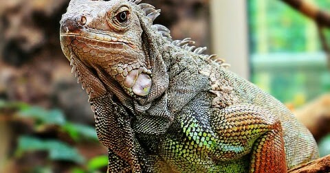 Tips Sebelum Membeli Iguana Bagi Pemula Dilengkapi Gambar Iguana Sehat Dan Sakit Hobinatang Tips Sebelum Membeli Iguana Bagi Pemula Dilengkapi Gambar Iguana Sehat Dan Sakit Hobinatang