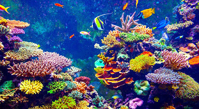 تفسير حلم رؤية المرجان الاسود أو اللؤلؤ أو البحر أو المرجان الاحمر في المنام