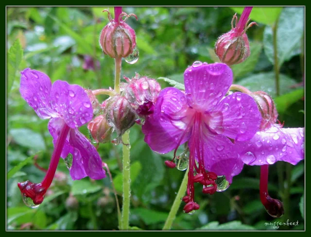 geranium macrorrhizum