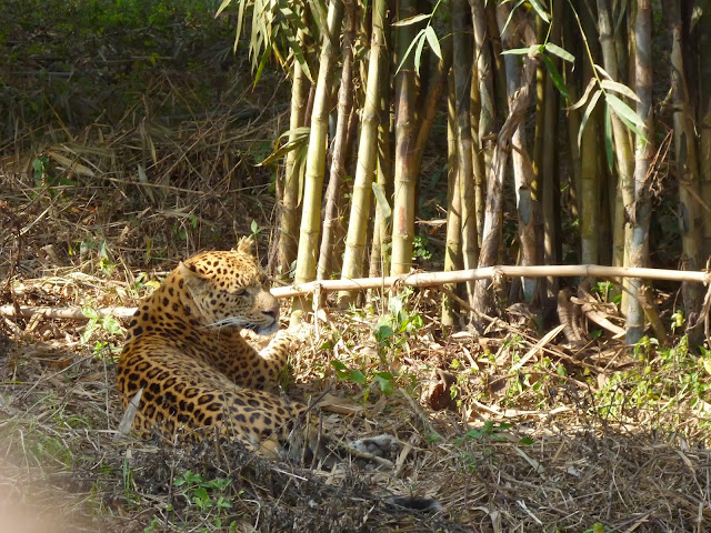 South Khairbari Leopard Dooars