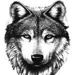 wolf tattoo