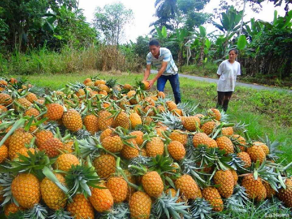El ananá en tierra colorada 
