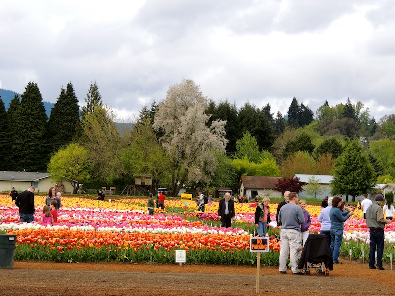 mnkcusa Woodland WA, Tulip Festival