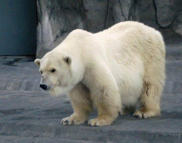 ANIMAL PLANET: OSOS POLARES REYES DEL ARTICO