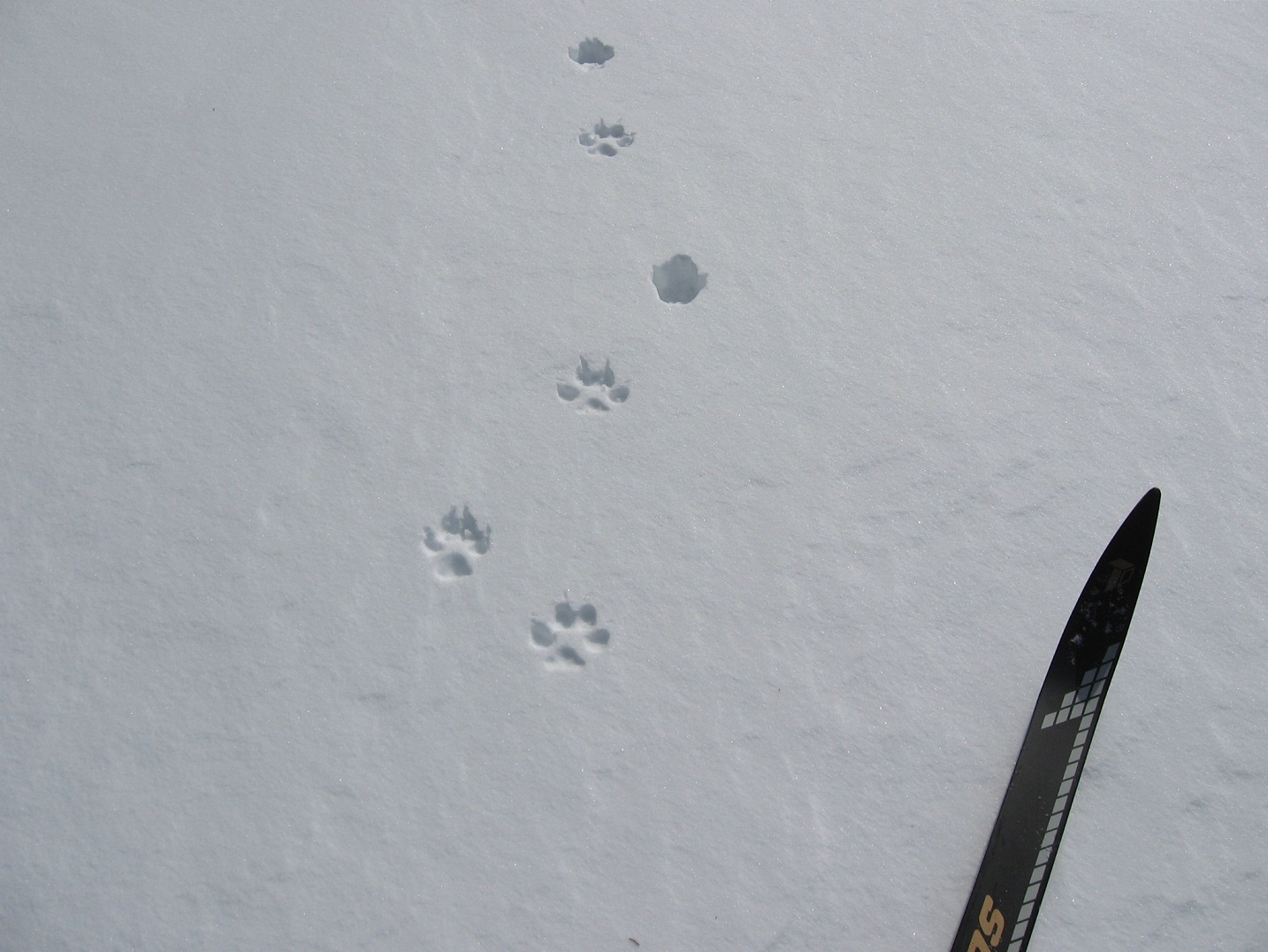 Pedaling PEI Coyote tracks