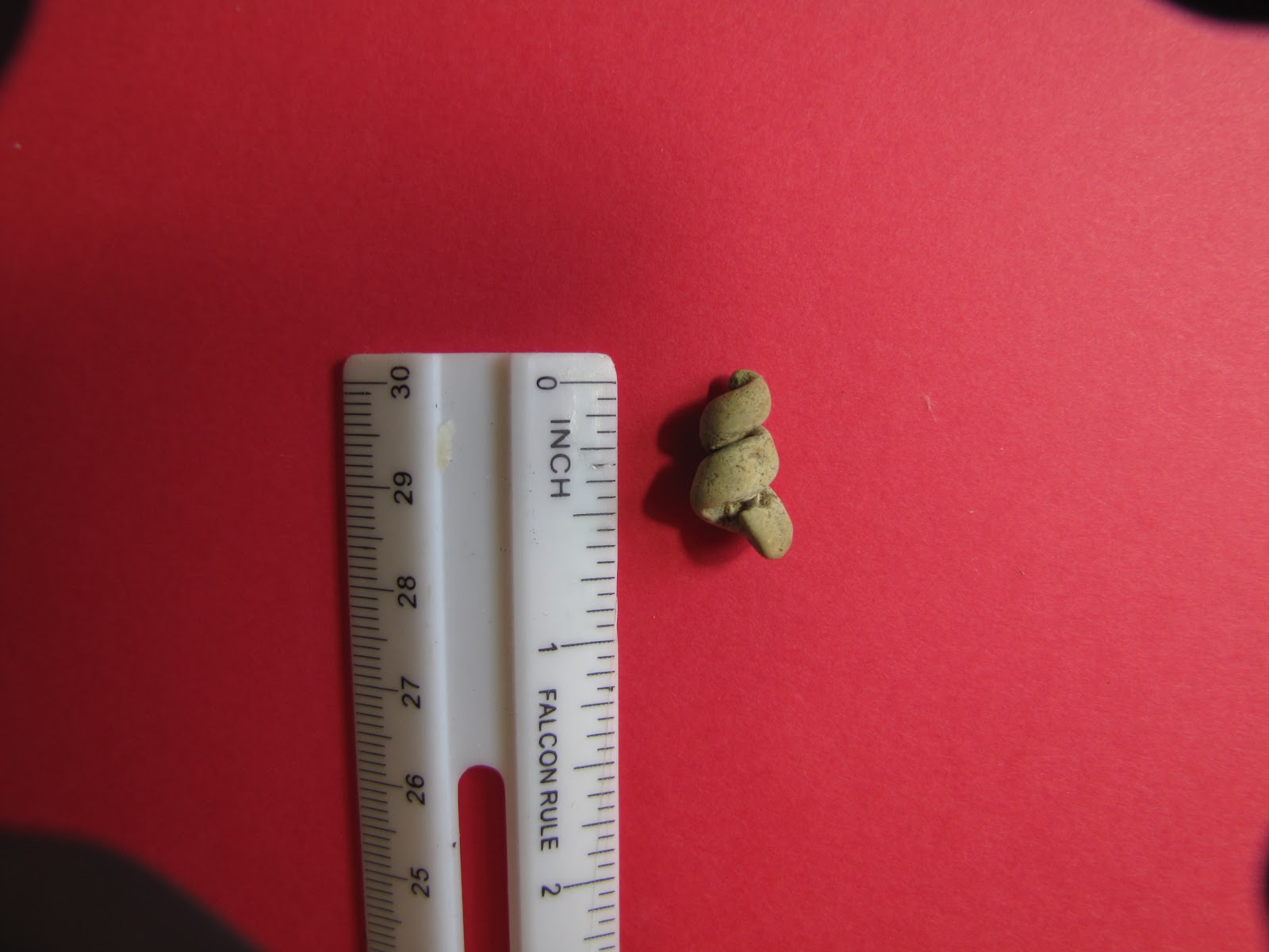 Wild Things Fossiling Trip Purse State Park, Maryland