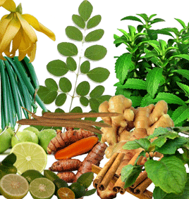 Herba - herba Yang Menyembuhkan Kencing Manis ~ Extra Insulin
