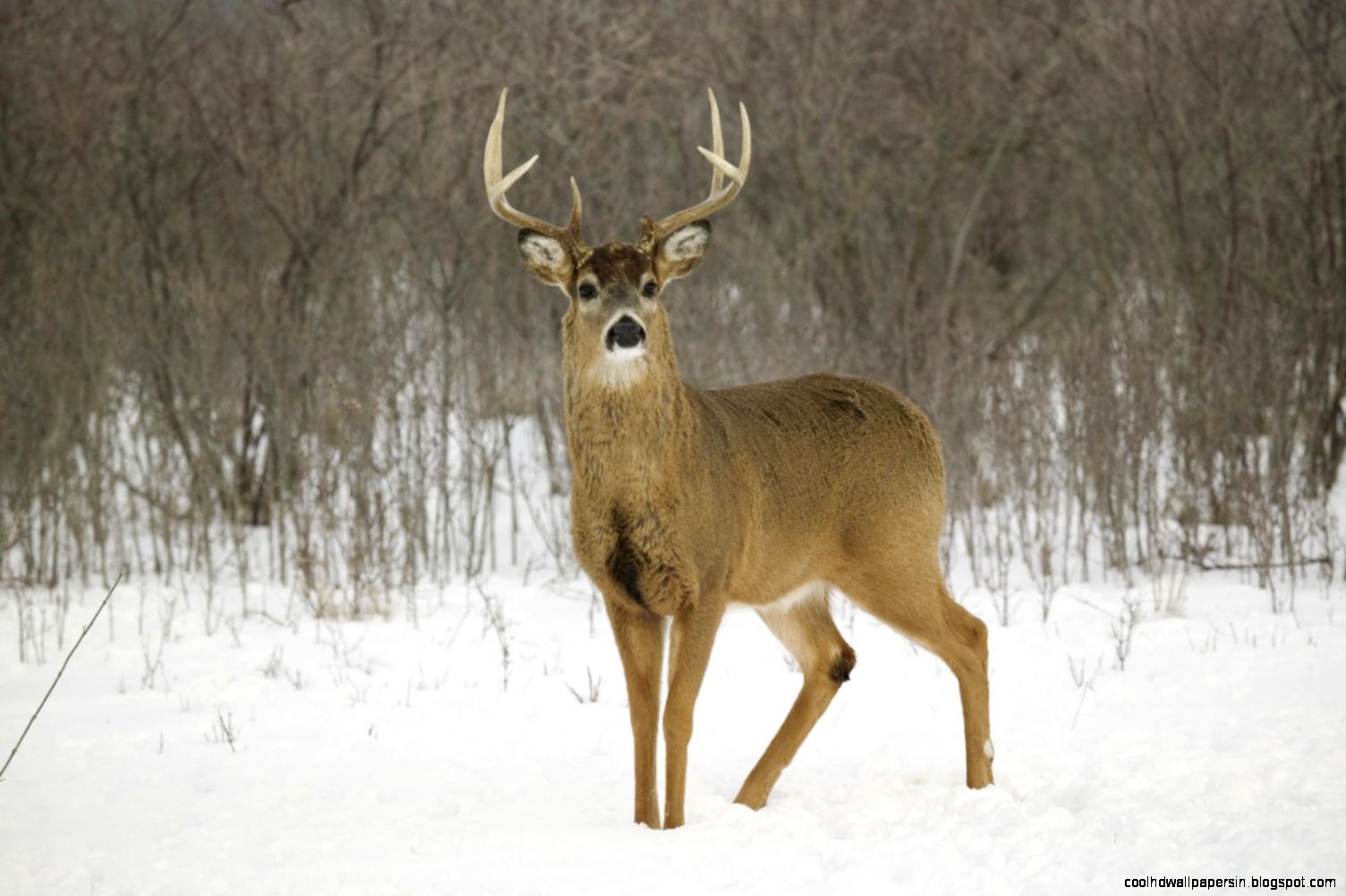 Whitetail Deer Border Wallpapers and Background