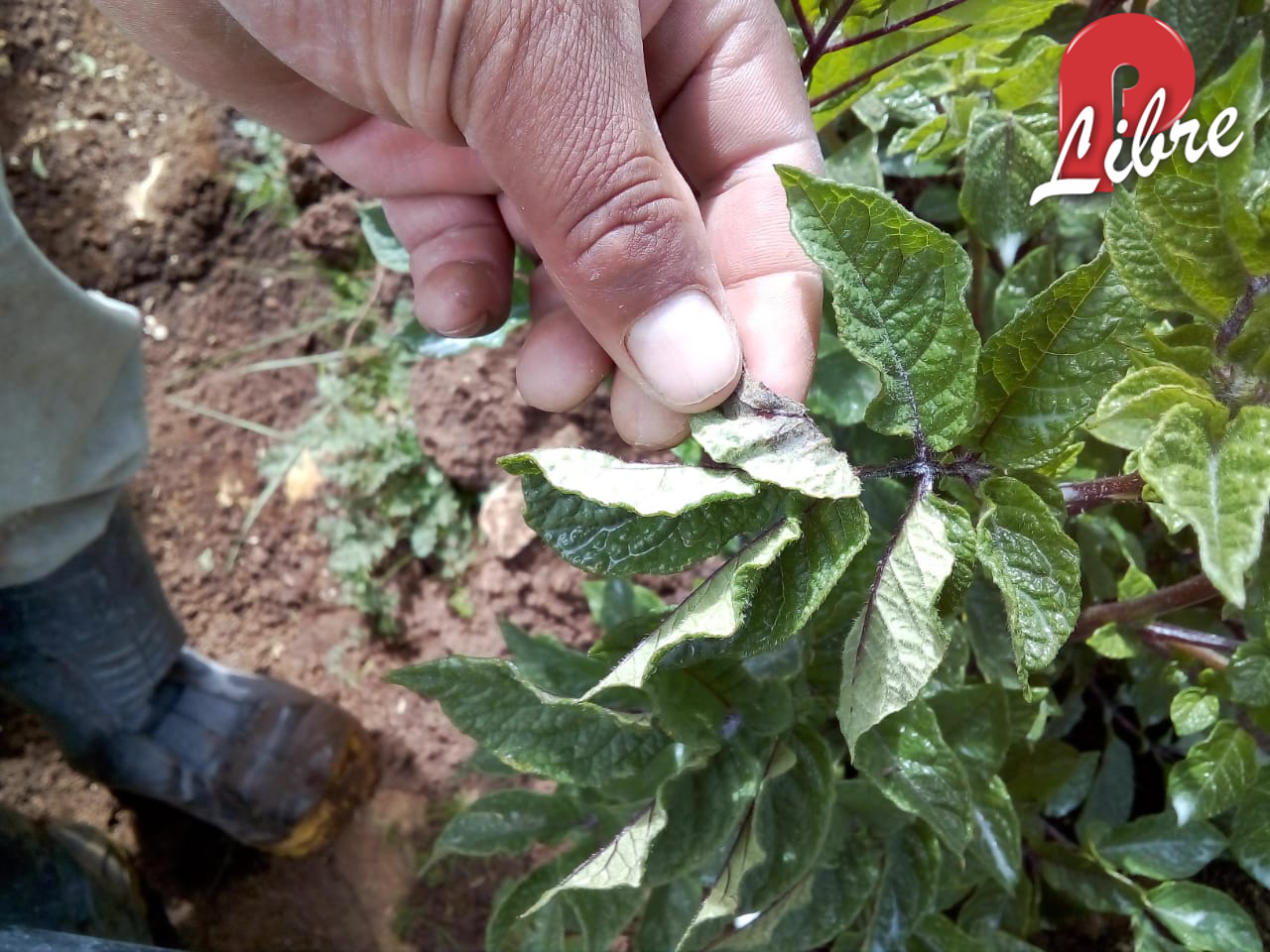 YANACANCHA: RANCHA NEGRA ATACA CON FUERZA CULTIVOS DE PAPA ~ PASCO LIBRE