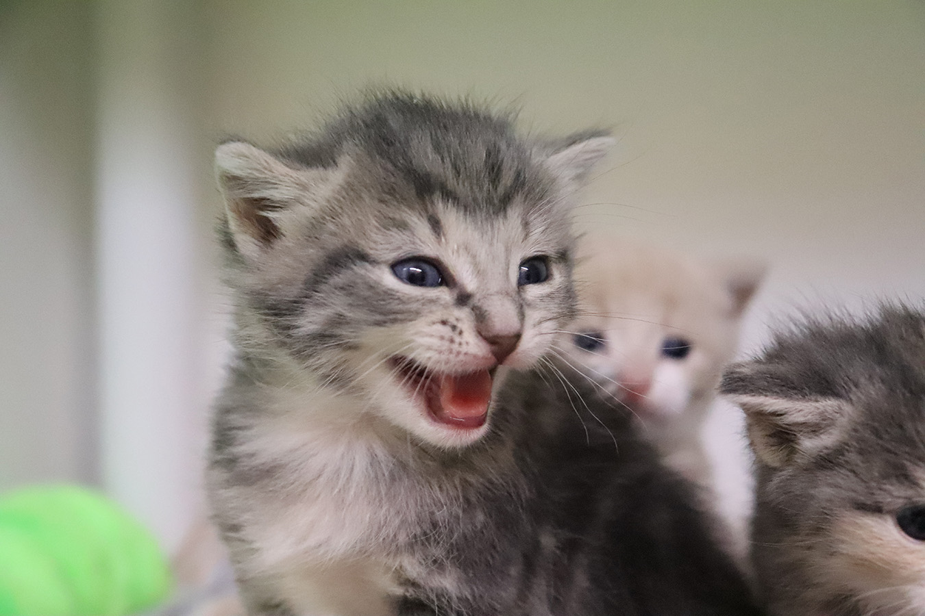 Why and When Should you Desex your Cat Australian Cat Lover