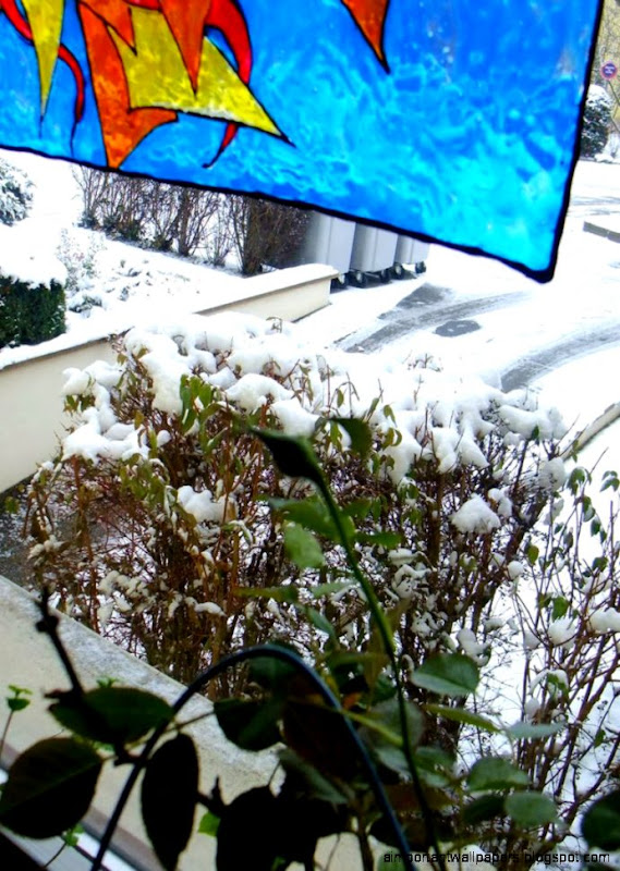 Colorful Flowers Dreams On Rain  Inspiration Wallpapers