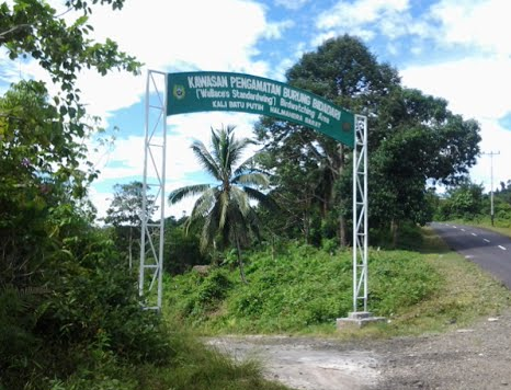 Kawasan Pengamatan Burung Bidadari (Wallace's Standardwing) - Wisata Halmahera Barat