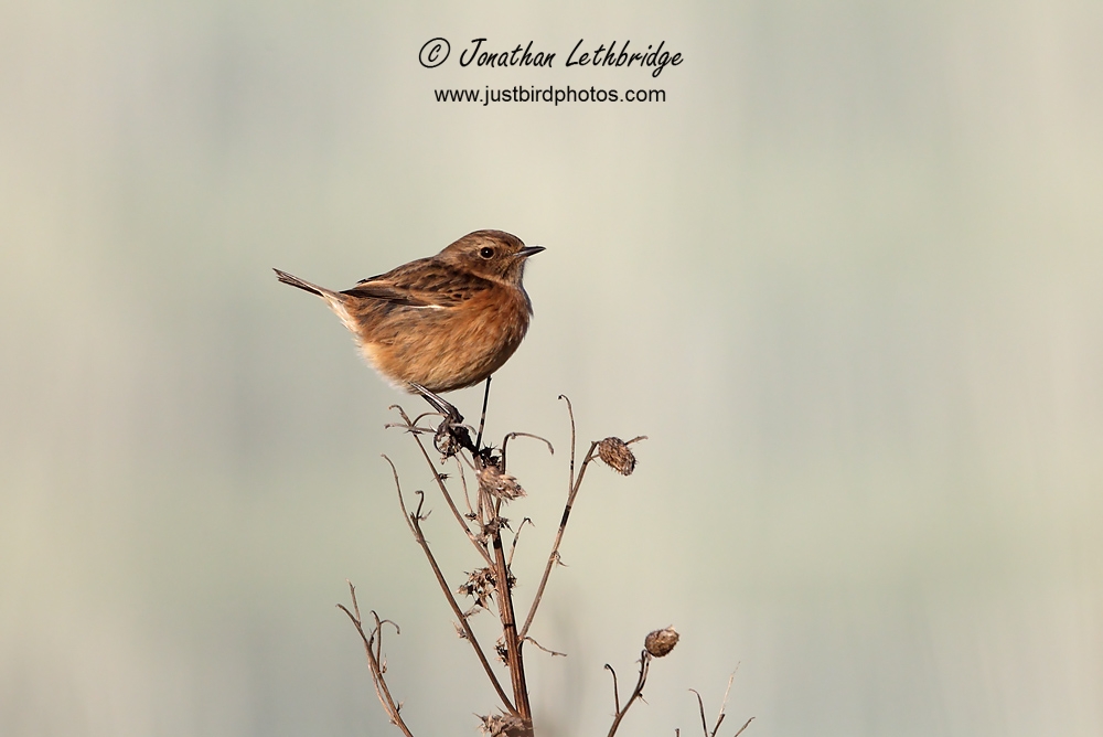 Wanstead Birder Stonechat on Wanstead Flats