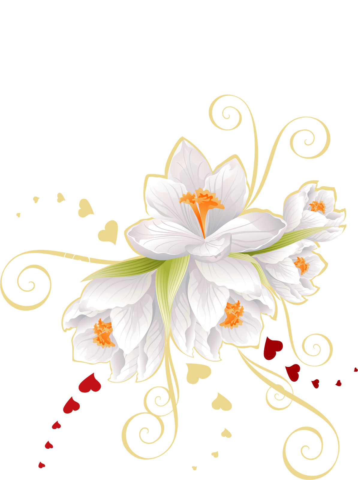 белые цветы на прозрачном фоне. клипарты png. цветы на белом фоне. цветы без фона. цветы на прозрачном фоне.