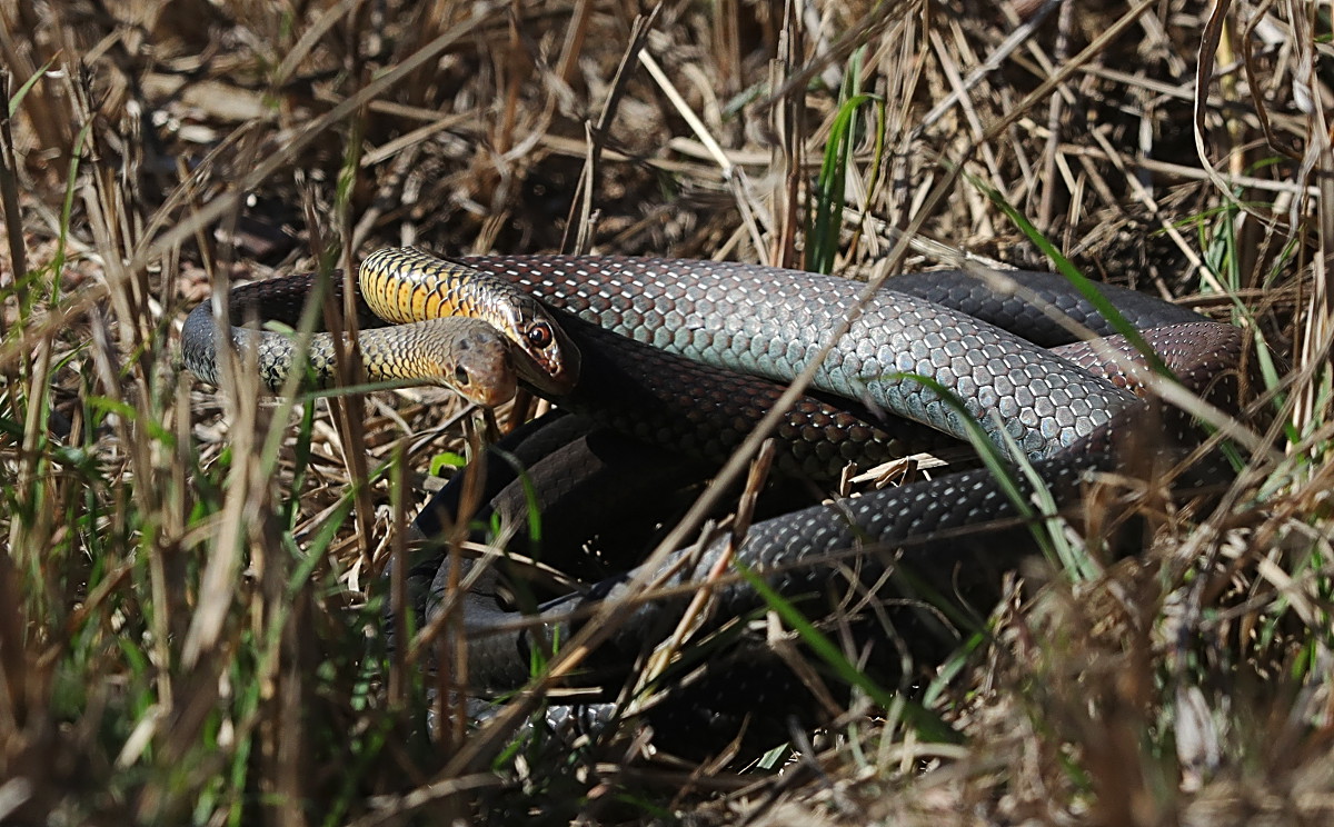tyto tony Snakes alive and disturbing the Peaceful