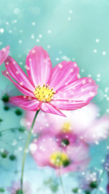 “Say đắm” bộ hình nền điện thoại cánh hoa tuyệt đẹp