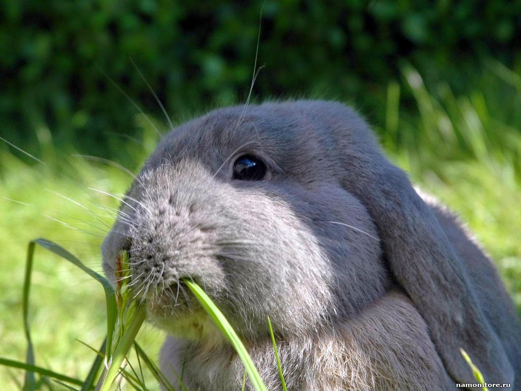 Tawşi�nin Dünyası GÜNÜN TAVŞANI
