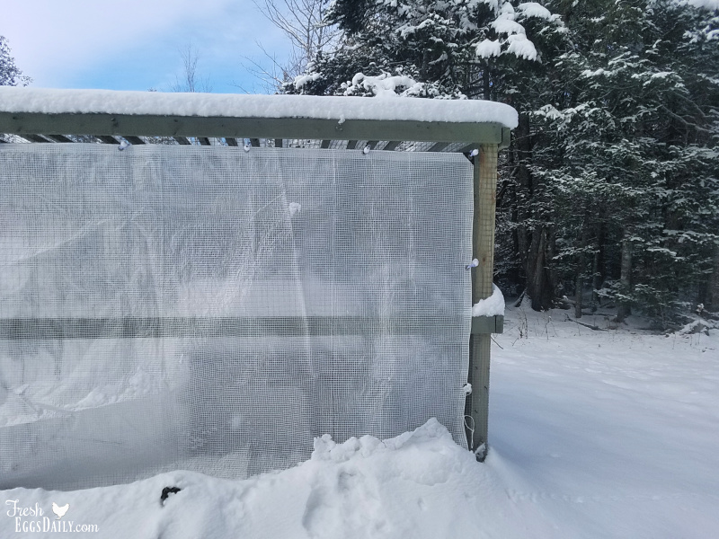 How to Winterize your Chicken Run Fresh Eggs Daily® with Lisa Steele