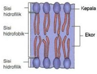 struktur membran sel dan fungsinya