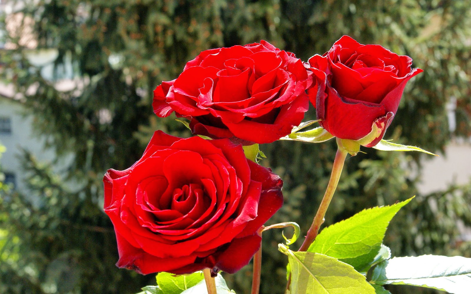 Fonds d'écrans fleurs Fonds d'écrans fleurs