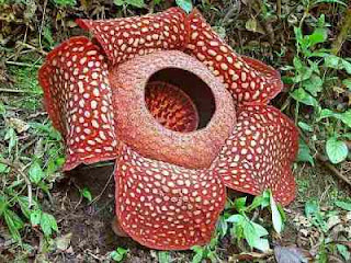 rafflesia-arnoldi.jpg
