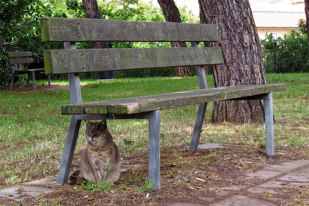 25 DIY Garden Bench Ideas Free Plans for Outdoor Benches cat litter